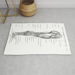Muscles of the Leg, Side Exterior, Anatomy Print from Anatomie Artistique, 1890 Rug | Diagram, Medicine, Art, Muscle, Biology, Human, Bone, Drawing, Body, Doctor 