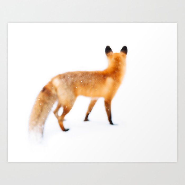 Fox in Snow Art Print