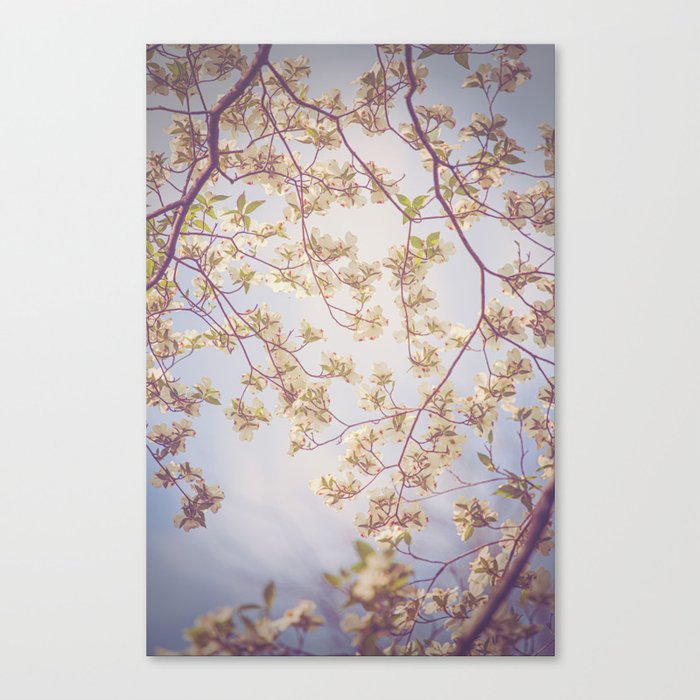 Spring Lullaby x Dogwood Art Canvas Print