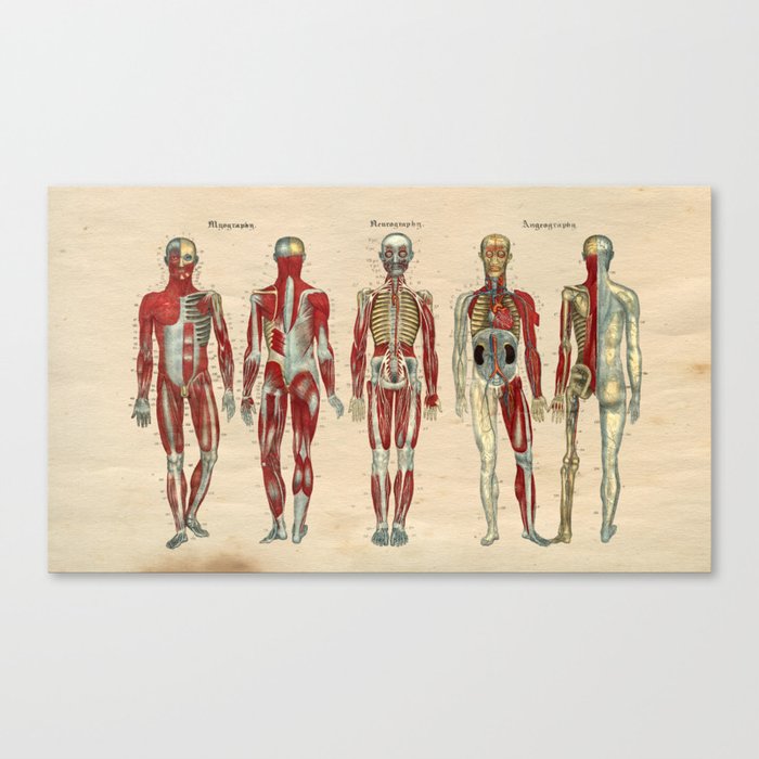 Human Muscle Nerve Artery Anatomy 1841 Print Canvas Print by Aburnski ...