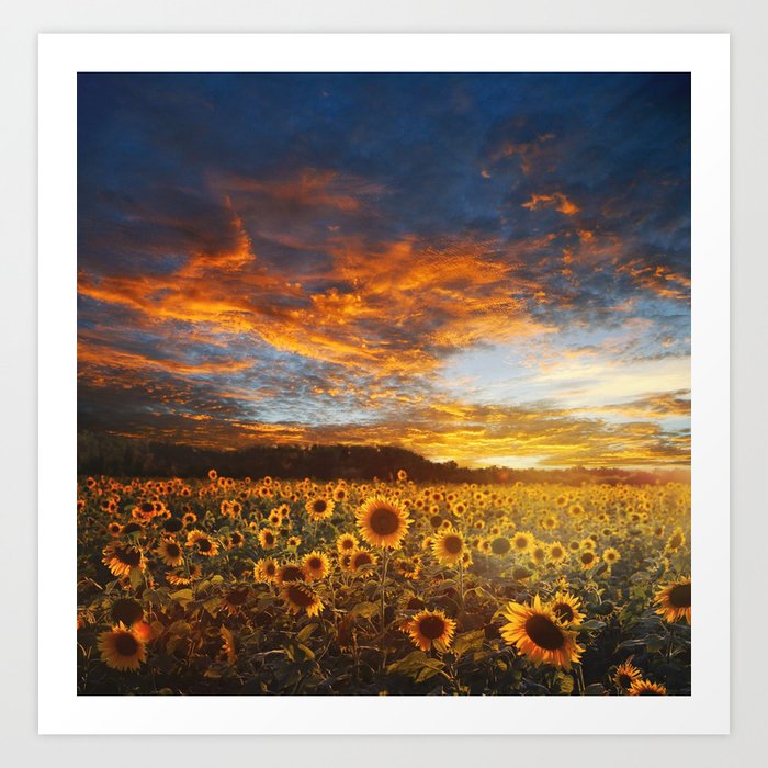 Sunflowers and Sunflower fields at Sunset color photography / photographs Art Print