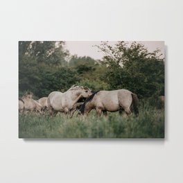 Wild Konik horses standing in the green field | Wildlife photo art print Metal Print | Wildlife, Photo, Konik, Netherlands, Poster, Equine, Nature, Art, Print, Green 