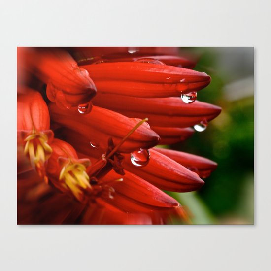 Crying Aloe Canvas Print