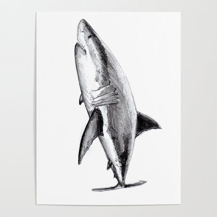 Great white shark (Carcharodon carcharias) Poster