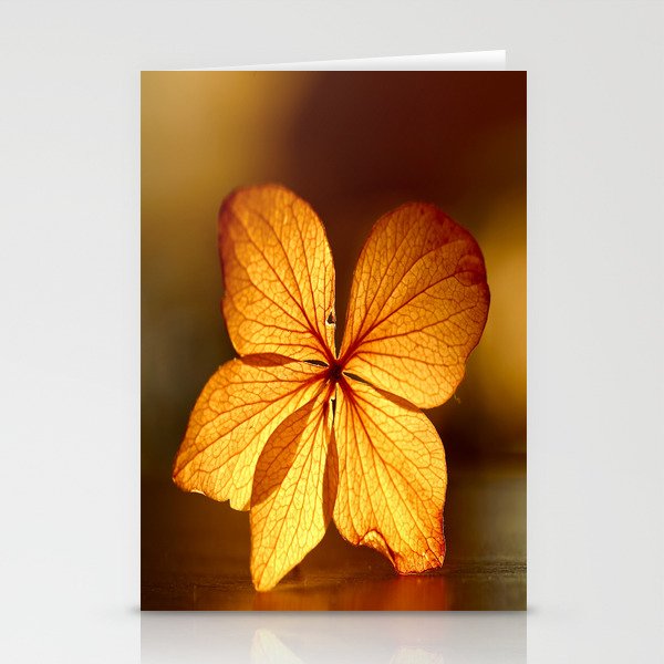 Fragile Hydrangea Flower Sunset Light #decor #society6 #buyart Stationery Cards