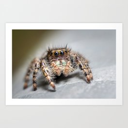 Springtime Macro Marvels: Jumping Spider Art Print