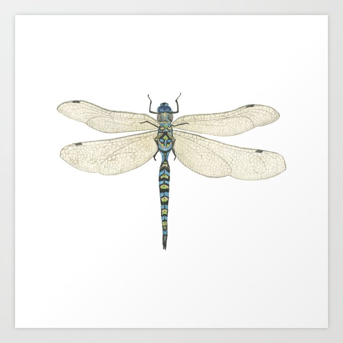 Dragonfly Art Print