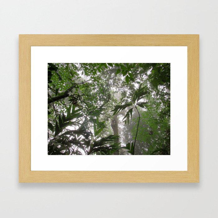 Rainforest from below Framed Art Print