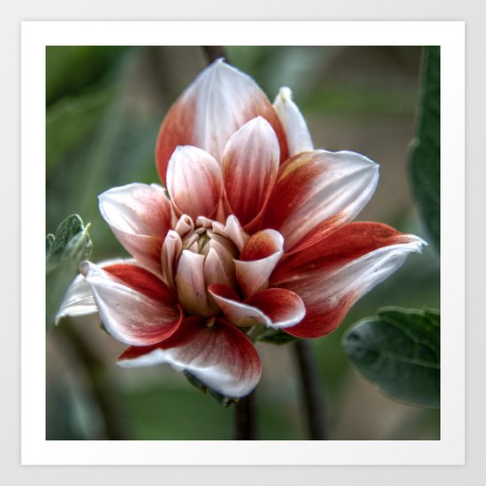Unfurling flower Art Print