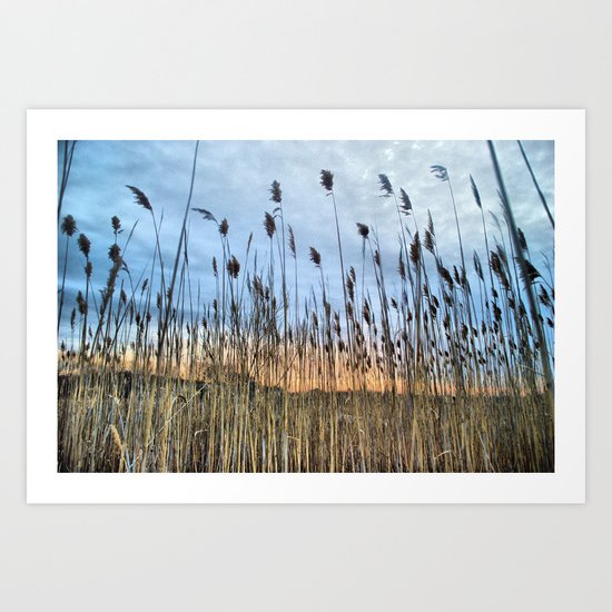 Wild Rye Grass Art Print