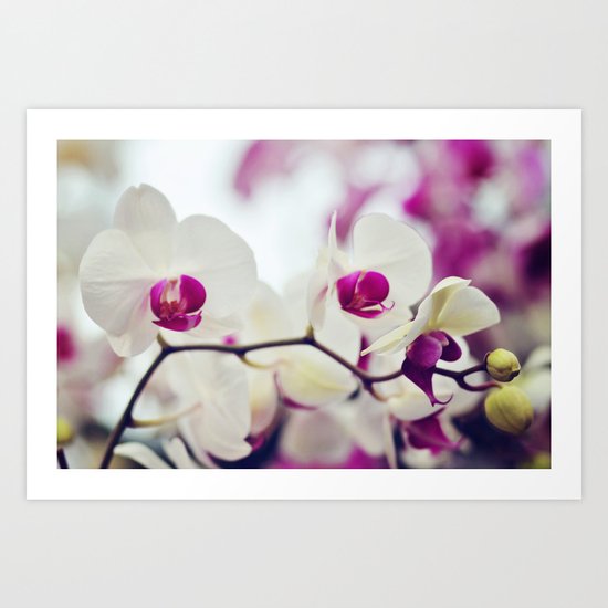 orchids Art Print