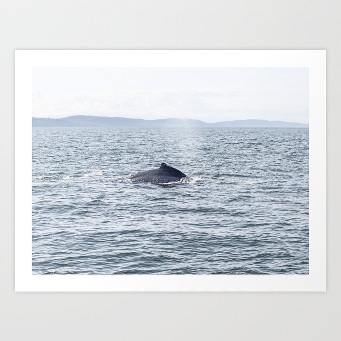 Humpback Whale Nature Photography No. 6 Art Print
