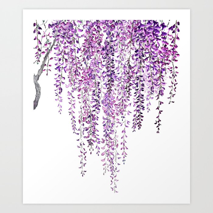 purple wisteria in bloom Art Print