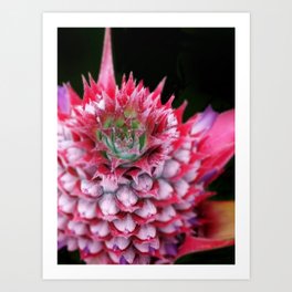 Pink Pineapple Art Print | Fruit, Tropical, Goldcoast, Garden, Photo, Digital, Summer, Australia, Color, Pineapple 