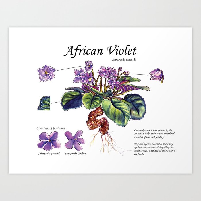 African Violet Botanical Illustration  Art Print