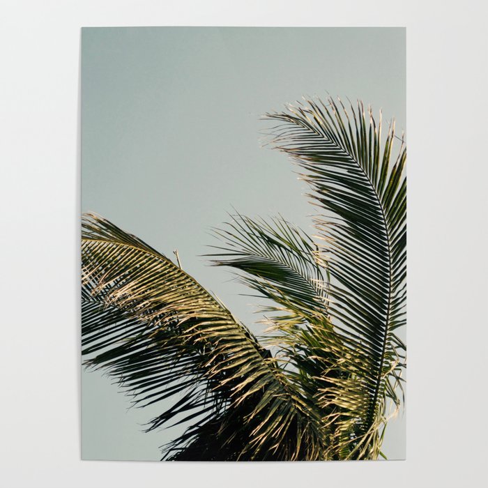 Palm Poster