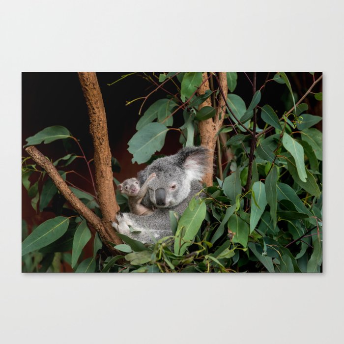 Koala with joey | Travel photography Australia print Canvas Print