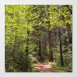 Forest Trail - Yosemite's Wawona Loop Trail Canvas Print