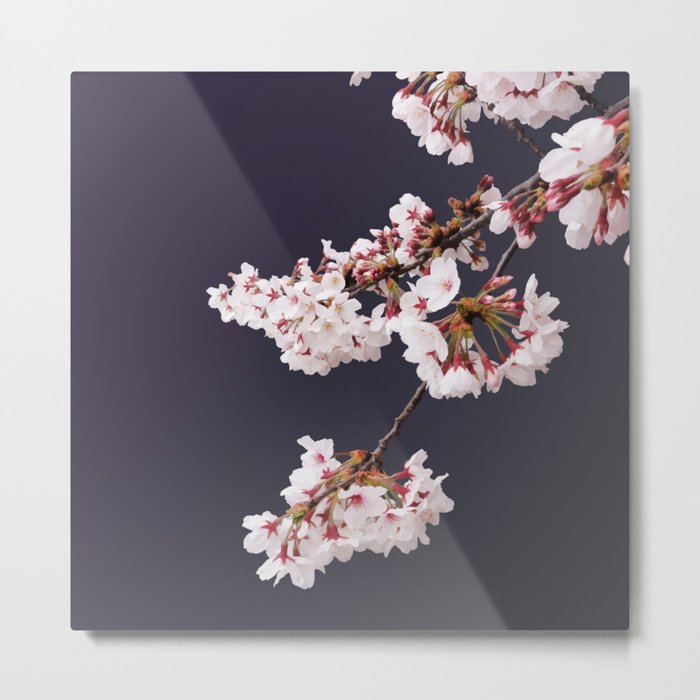 Cherry Blossoms (illustration) Metal Print