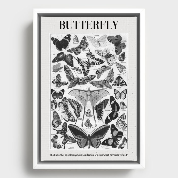 Black & White Butterflies