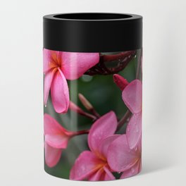 Pink Plumeria Flower Plant Frangi Pani Petals Bloom Can Cooler