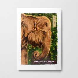 Sumatran Elephant - White Metal Print