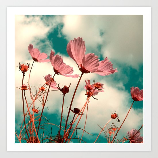 cosmos flowers II Art Print