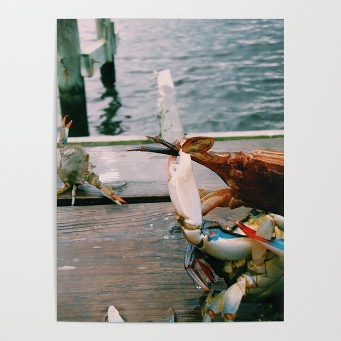 I'm Free!! | Blue crabs on a pier - Patuxent River, Maryland Poster