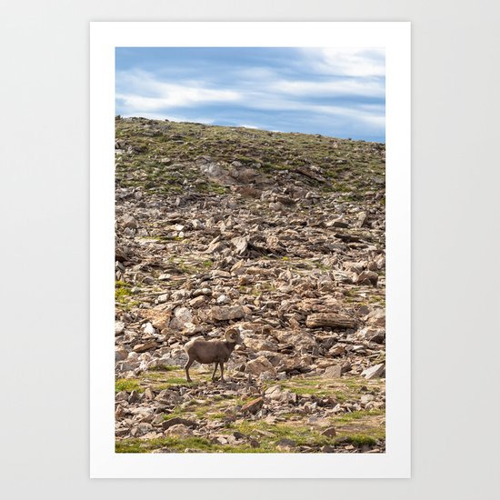 Bighorn Sheep, Rocky Mountain National Park Art Print