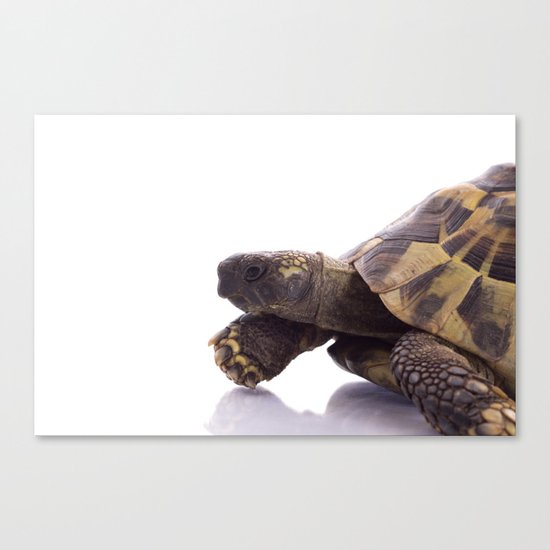 Greek land tortoise Canvas Print