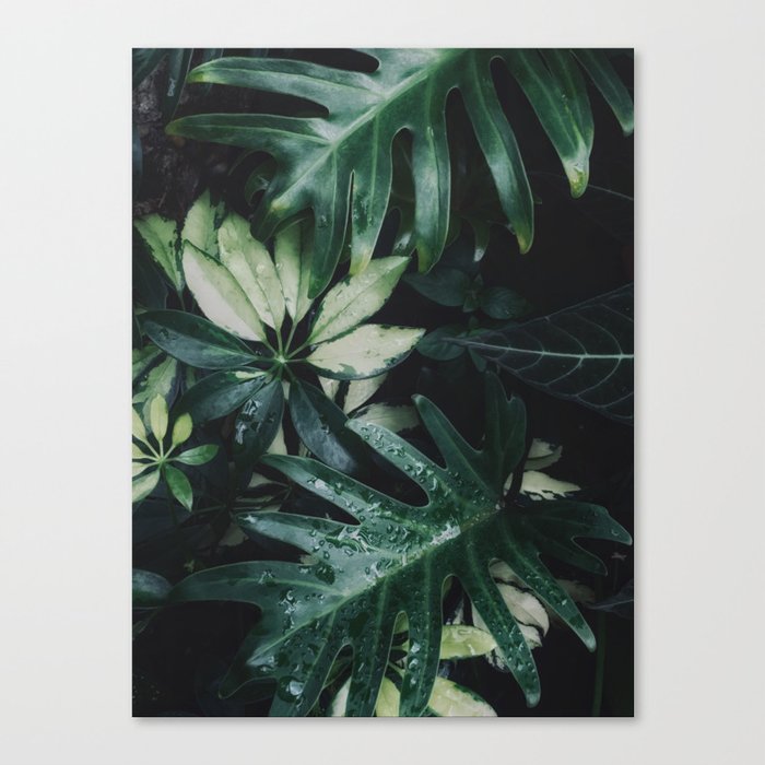 Tropical Garden Plants Houseplants Green Leaves Nature Photography Canvas Print