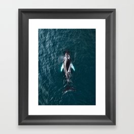 Humpback Whale in Iceland - Wildlife Photography Framed Art Print