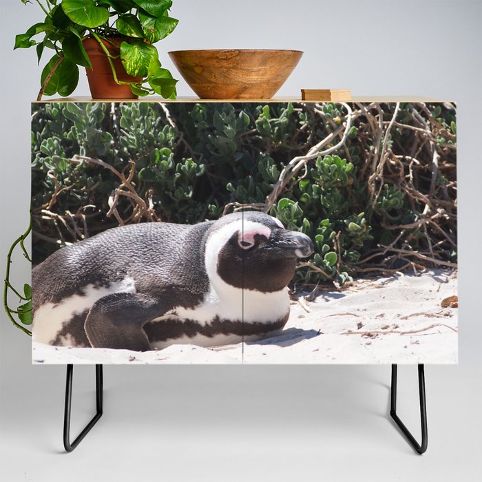 South Africa Photography - Penguin Laying At The Beach Credenza