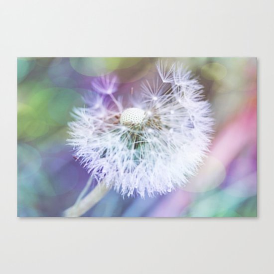 Biðukolla Canvas Print