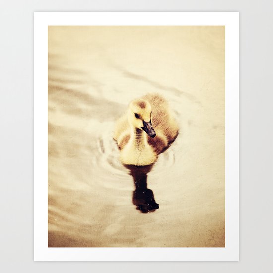 Baby Canadian Goose Art Print