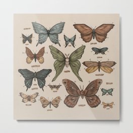 Butterflies and Moth Specimens Metal Print