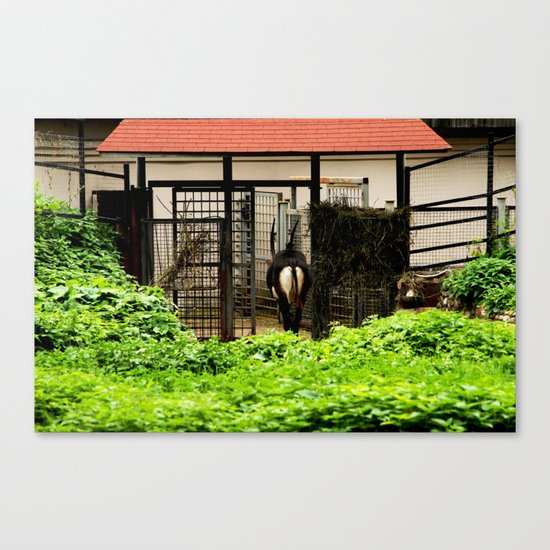 Follow me! Canvas Print
