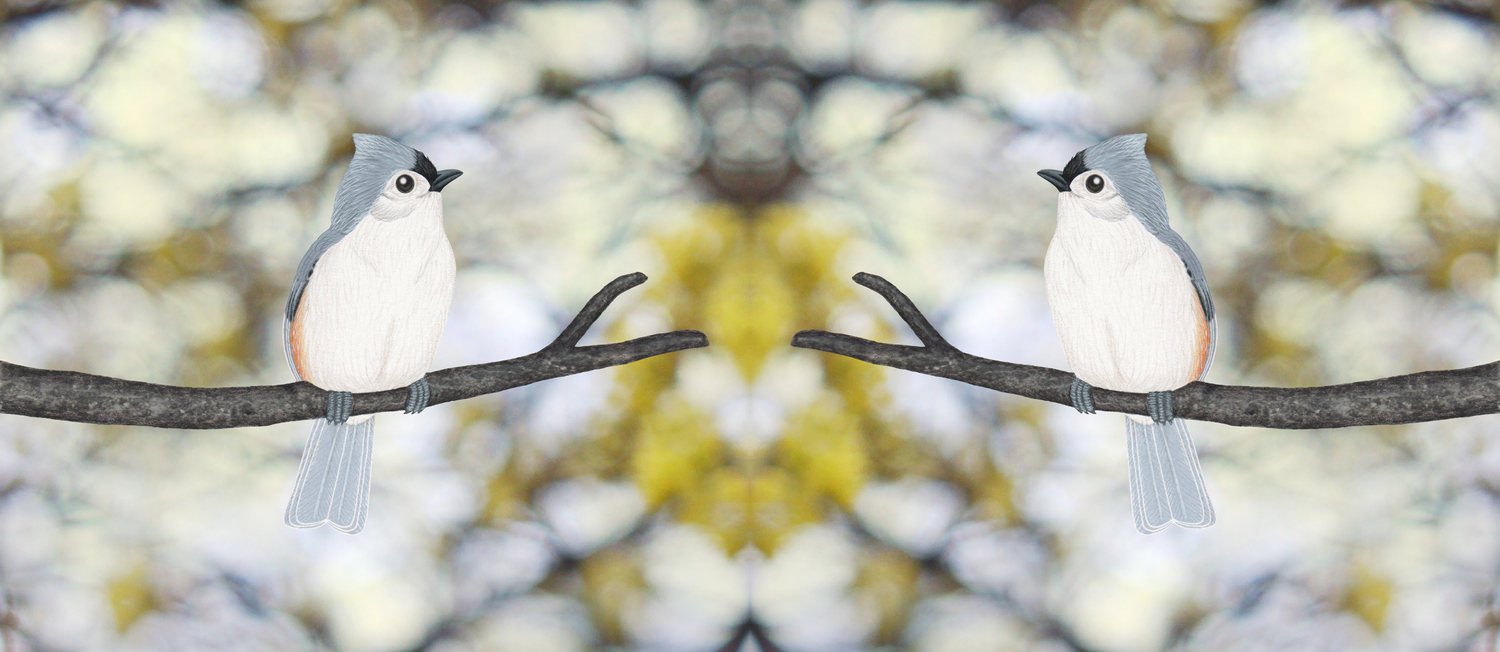 Tufted Titmouse Bokeh Coffee Mug