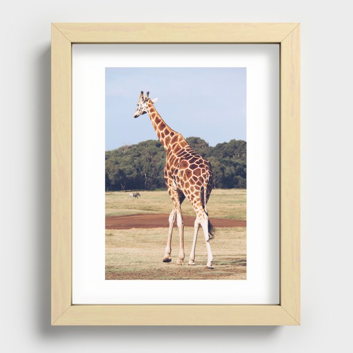 Giraffe Recessed Framed Print