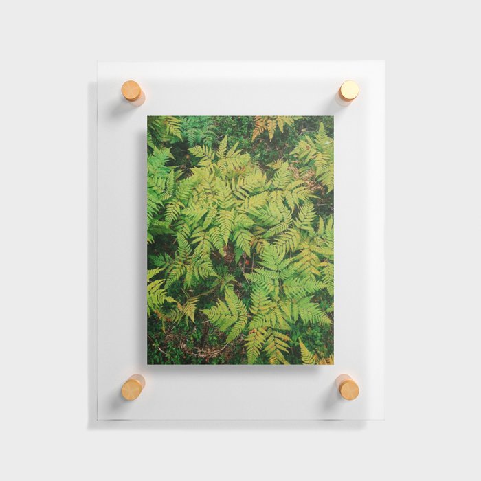 Ferns Floating Acrylic Print