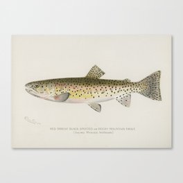 Spotted trout Canvas Print