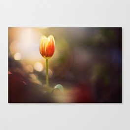 Dutch Tulip in sunset | flower and nature photography | Yellow, Red, Sunflare and springtime Canvas Print