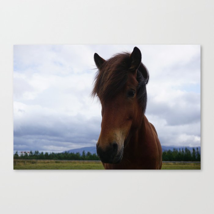 Icelandic Ponies are the Cutest Canvas Print