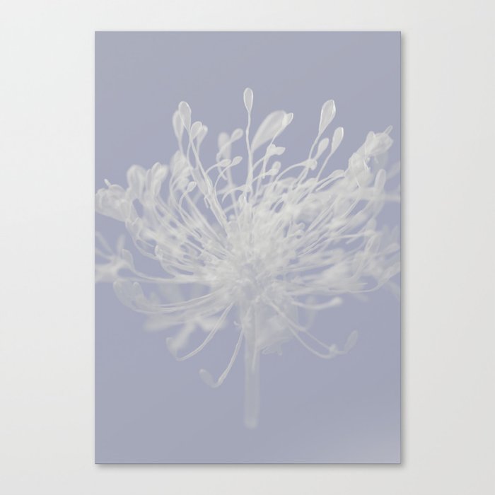 Soft contemporary abstract flower  Canvas Print