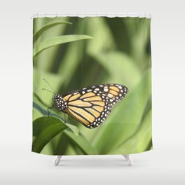 Mexico Photography - Beautiful Butterfly On A Plant Shower Curtain