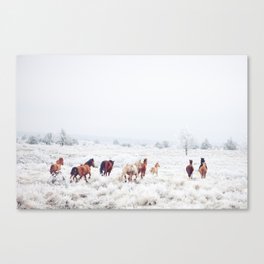 Winter Horses Canvas Print