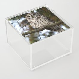 Barred owl Acrylic Box
