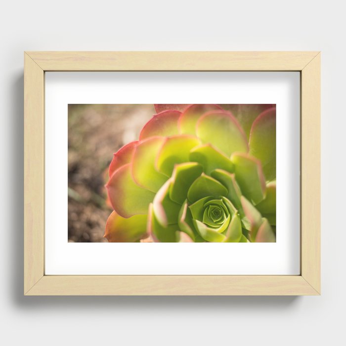 Succulent Succulents 1 Recessed Framed Print