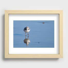 Piping Plover 2 Recessed Framed Print