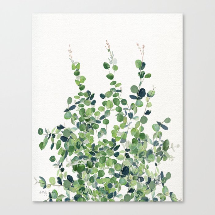 Eucalyptus  Canvas Print
